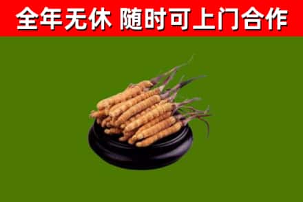 普兰店回收散虫草